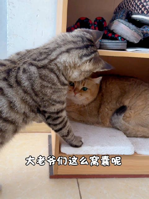 萨巴伦卡迈阿密大师赛险胜李吉尼赛后秀婚戒